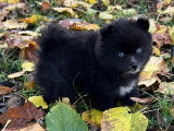 Chiots Pomsky toy à vendre