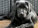 Mâle Labrador LOF disponible pour saillie