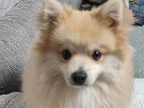 Très beau chiot Poméranien à vendre