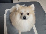 Très beau chiot Poméranien à vendre