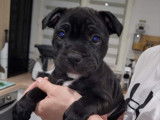 Chiot m&acirc;le Staffordshire Bull Terrier LOF &agrave; vendre