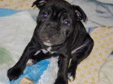 Chiot m&acirc;le Staffordshire Bull Terrier LOF &agrave; vendre