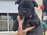 Chiot m&acirc;le Staffordshire Bull Terrier LOF &agrave; vendre