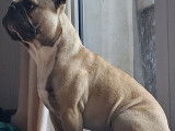 Mâle Bouledogue Français disponible pour saillie