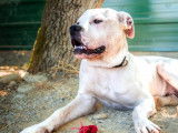 Alaska, chien croisé Dogue à adopter