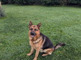 Magnifique mâle Berger Allemand disponible pour saillie