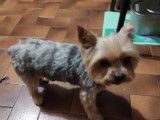 Cherche femelle Yorkshire Terrier pour saillie