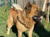 Chienne Akita Inu fauve disponible à l'adoption