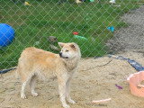 Chiots Akita Inu à naître