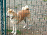 Chiots Akita Inu à naître