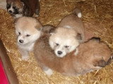 Chiots Akita Inu à naître