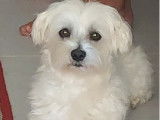 Mâle Bichon Maltais blanc disponible pour saillie