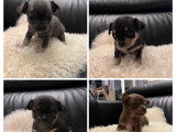 Chiots Chihuahua à vendre