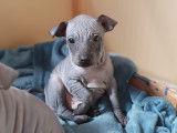 Chiots de race American Hairless Terrier à vendre (1 mâle)