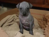 Chiots de race American Hairless Terrier à vendre (1 mâle)