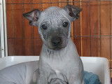 Chiots de race American Hairless Terrier à vendre (1 mâle)