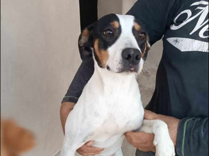 Disponible à l'adoption : chien Podenco tricolore