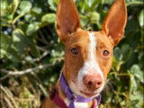 En attente d'adoption : chien Podenco marron et blanc