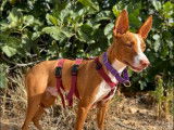 En attente d'adoption : chien Podenco marron et blanc