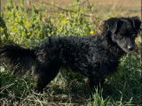 En quête d’un foyer : chien noir