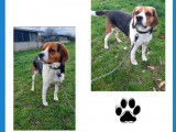 Chien Beagle tricolore disponible à l'adoption