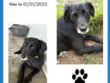 Chienne de 2 ans en attente d'adoption