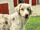 À adopter, chiot mâle Berger Australien rouge merle
