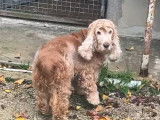 En attente d'adoption, chienne Cockers Spaniel Anglais de 11 ans