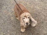En attente d'adoption, chienne Cockers Spaniel Anglais de 11 ans