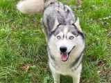 À adopter : chienne Husky Sibérien de 2 ans