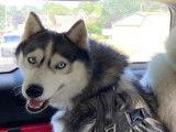 À adopter : chienne Husky Sibérien de 2 ans