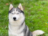 À adopter : chienne Husky Sibérien de 2 ans