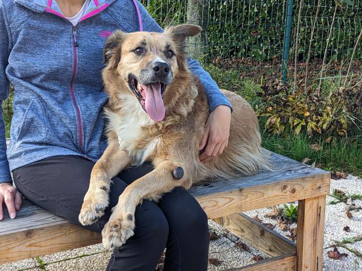 Chien fauve à adopter