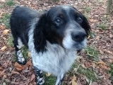 Chien Épagneul Breton disponible à l'adoption