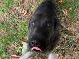 Chien noir en attente d'adoption