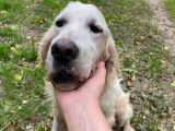 À adopter, chien Setter Anglais adulte