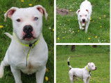 En attente d'adoption, chien Bouledogue Américain blanc