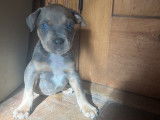 Chiot Staffordshire Bull Terrier à vendre