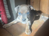 Chiot Staffordshire Bull Terrier à vendre
