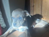 Chiot Staffordshire Bull Terrier à vendre