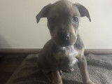 Chiot Staffordshire Bull Terrier à vendre