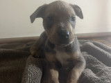 Chiot Staffordshire Bull Terrier à vendre