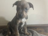 Chiot Staffordshire Bull Terrier à vendre