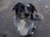 À adopter : chien Berger Australien tricolore