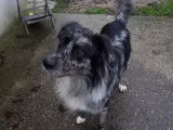 À adopter : chien Berger Australien tricolore