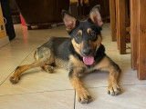 En attente d'adoption : chien Kelpie Australien d’un an