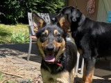 En attente d'adoption : chien Kelpie Australien d’un an