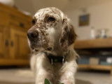 À la recherche d'une famille : chien Setter Lemon de 7 ans