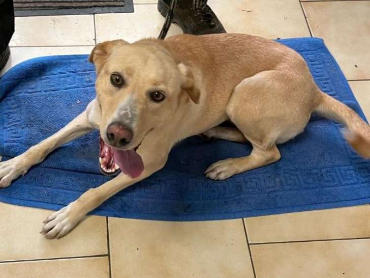 Chienne de 3 ans à la recherche d'un foyer
