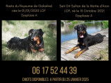 Superbes chiots Beaucerons arlequins ou noir et feu à vendre